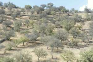 Preserving the argan forest to build resilience