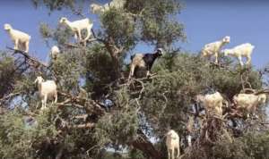 Goats can spit out argan nuts after eating them
