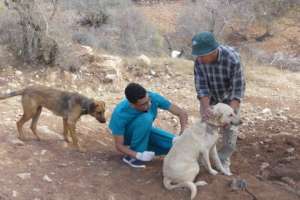 Vaccination against rabies