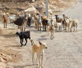 Dogs traditionally keep livestock and guard houses