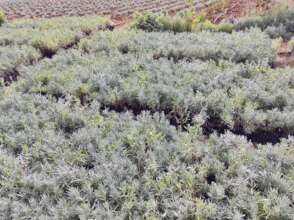 Newly planted aromatic plants