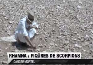 High risk of fatal scorpion sting for women