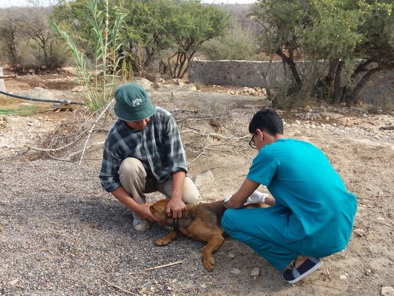 Dog vaccination campaign against rabies