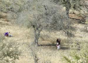 Women collecting argan fruits