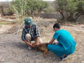 Dog vaccination campaign against rabies