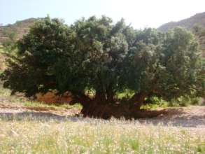 argan tree