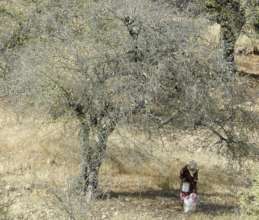 One Health in the Argan Forest