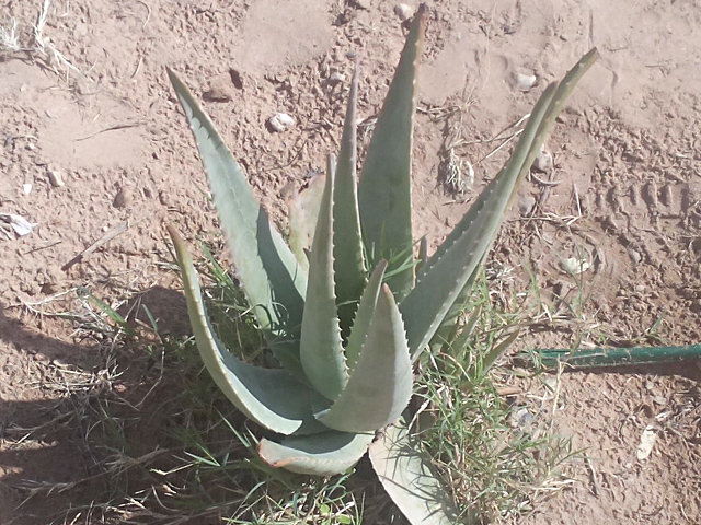 Innovation of the Aloe Vera value chain in Jordan - GlobalGiving