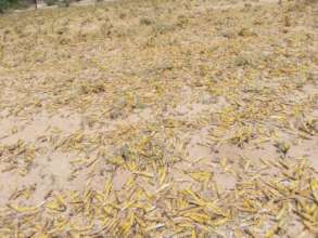 Locusts in Marsabit, Kenya. Photo: Concern (2020).