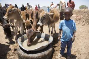 Animals drink water that Concern has trucked in