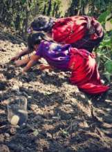 Family vegetable garden