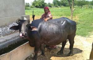 Animal husbandry activity by SHGs women