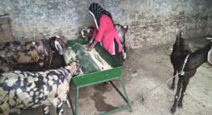 Goat rearing activity by SHGs women