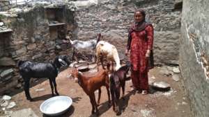 Goat rearing activity by SHGs women