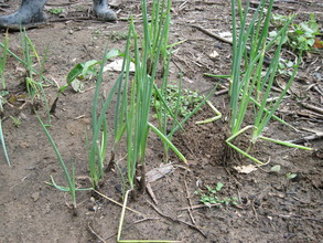 Scallions growing in a family garden.