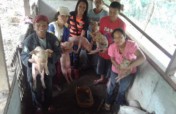 Providing Upgraded Piglets for Poor Families