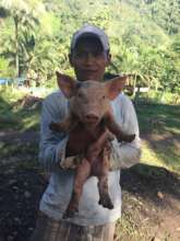 Piglet dispersed to a farmer