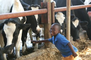 That's where the cheese comes from!