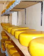 Gouda cheese is aged for months for extra taste