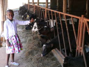 Justine with the baby calves