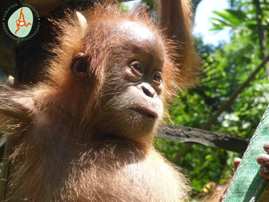 Releasing Orangutans Back into the Wild