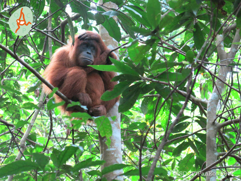 Releasing Orangutans Back into the Wild