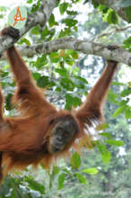 Orangutan just after release
