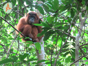 Orangutan released in Jantho