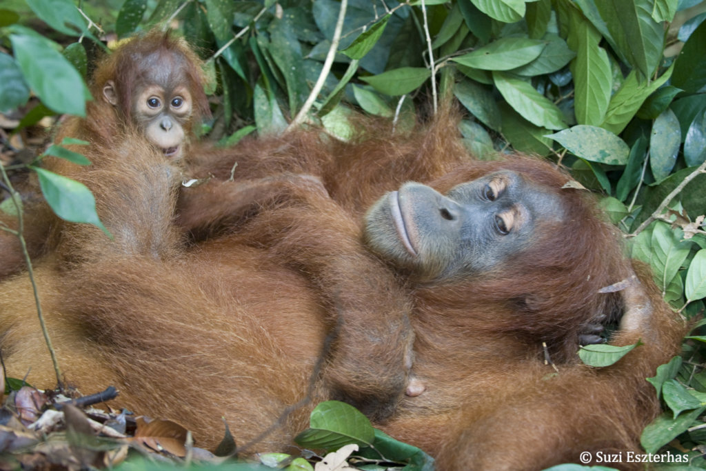 Releasing Orangutans Back into the Wild