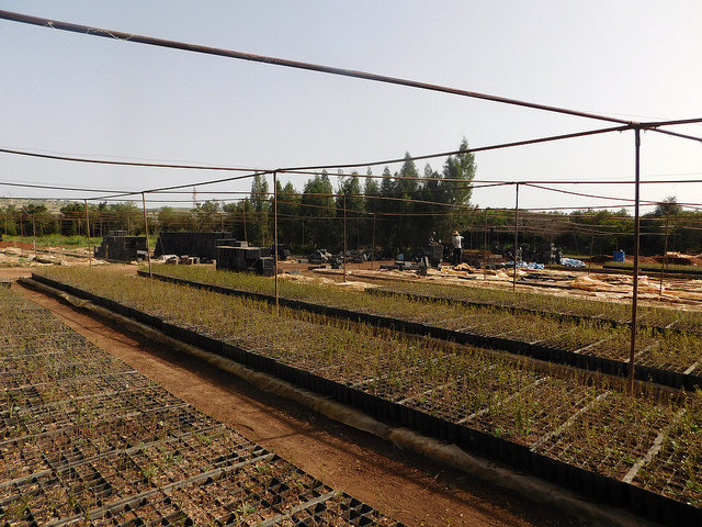 Argan Nursery and Forest in Essaouira, Morocco
