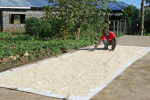 JWHS, Maize Harvest