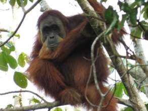 An orangutan enjoys the forest. Photo by Rio Ardi.