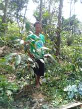 Darma Pinem monitors a fruit tree planting site.