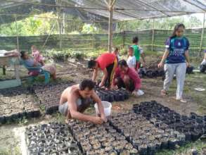 Preparing seedlings. Photo courtesy of Darma Pinem