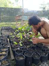 Fruit tree nursery. Photo courtesy of Darma Pinem