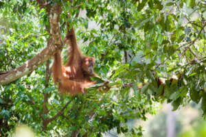 An orangutan in intact forest. Photo by A Walmsley