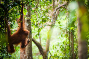 An orangutan in safe, protected rainforest
