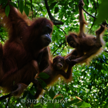 An orangutan mother with twins