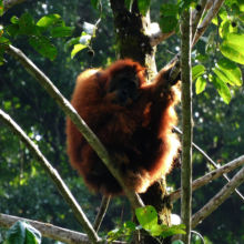 An orangutan spotted on patrol