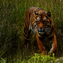 Sumatran Tiger