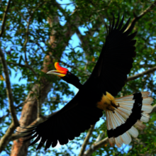 Rhinoceros Hornbill