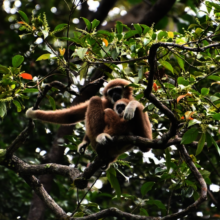 Lar gibbons spotted during a patrol