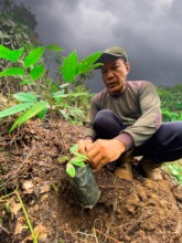 Once ready, trees are planted in orangutan habitat