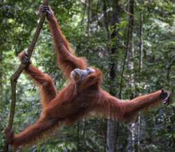 Orangutan