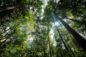 Intact rainforest in Sumatra. Photo by A Walmsley.