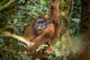 Male Tapanuli orangutan. Photo by Andrew Walmsley.