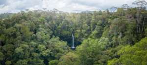 Batang Toru forest. Photo by Andrew Walmsley.