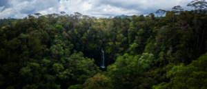 Batang Toru forest - Andrew Walkmsley