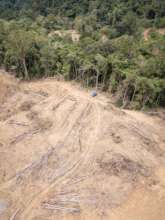 Forest destruction - Batang Toru Andrew Walmsley