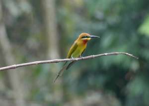 A colourful forest-dweller. Photo by Rio Ardi.